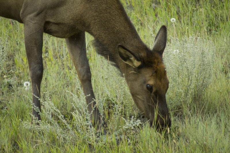 jasper-elk