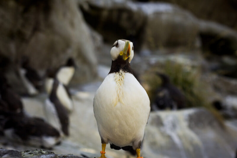 oregon-penguin