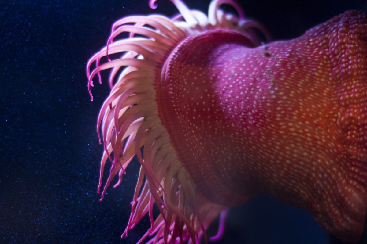 Sea Anenome